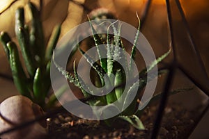 Succulent plant in a pot on a dark background