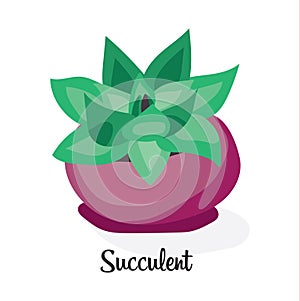 Succulent plant in pot . Flat vector illustration on white background.