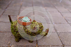 Succulent plant and pot in the form of green an elephant