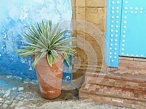 Succulent in plant pot in Medina of Sale, neighboring city to Rabat, noted for its blue buildings. Morocco.