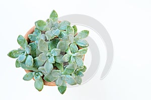 Succulent plant