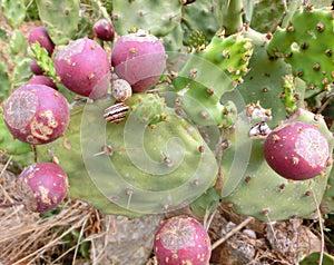 succulent plant with prickly pear