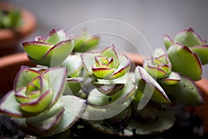 Succulent plant with rose shaped ramifications