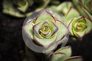 Succulent plant with rose shaped ramifications