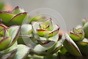 Succulent plant with rose shaped ramifications