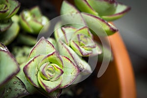 Succulent plant with rose shaped ramifications
