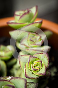 Succulent plant with rose shaped ramifications