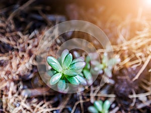 Sedum rubrotinctum.