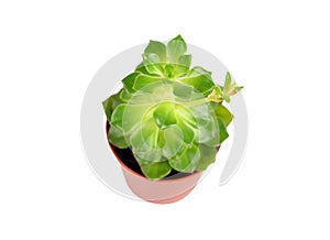 Succulent plant sempervivum