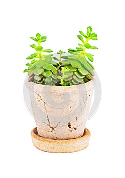 Succulent plant sempervivum