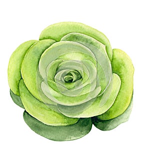 Succulent, plant of southern latitudes. Watercolor. Graphic composition on a white background.