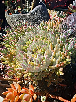 Succulent plant species composition