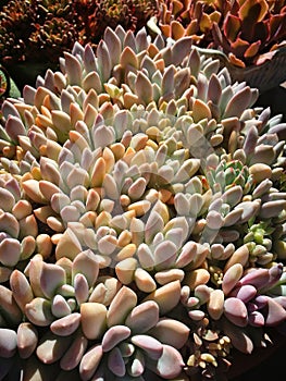 Succulent plant species composition