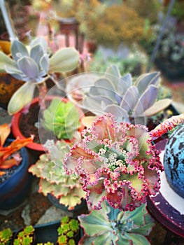 Succulent plant species composition