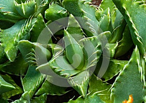 Succulent plant with succulent leaves (Faucaria tigrina) in the botanical collection