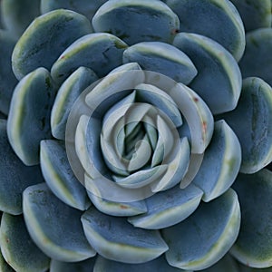 Succulent plant / symmetrical pattern / nature. photo
