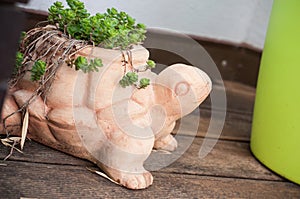 succulent plant in terra cotta pot in shaped turtle