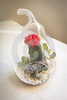 Succulent plant terrarium inside a glass pear