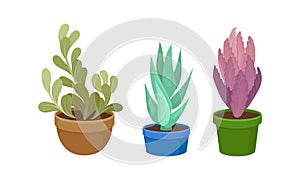 Succulent Plant with Thickened Fleshy Leaves Rested in Flowerpot Vector Set.