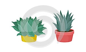 Succulent Plant with Thickened Fleshy Leaves Rested in Flowerpot Vector Set.