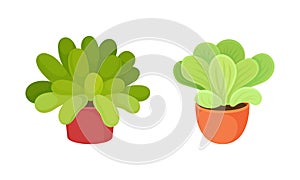 Succulent Plant with Thickened Fleshy Leaves Rested in Flowerpot Vector Set.