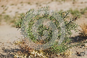 Succulent plant with thorn bush growth on the drought land.
