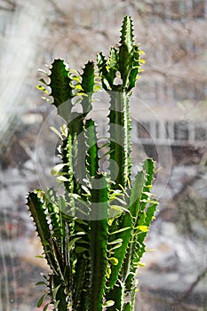 Succulent plant Triangular spurge in flower pot on window sill inside