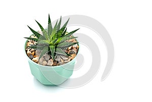 Succulent plant on white background