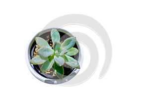 Succulent plant on white background top view