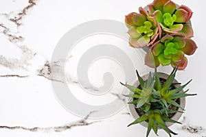 Succulent plant on white marble background with copy space