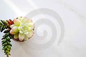 Succulent plant on white marble background with copy space, house plant design background, banner for text