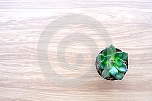 Succulent plant on wood background with copy space