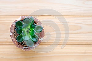 Succulent plant on wood background with copy space
