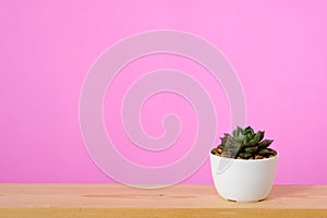 Succulent plant on wood table and pink background with copy spac