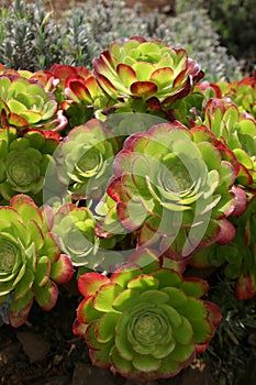 Succulent plants