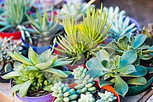 Succulent plants