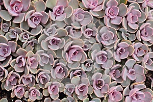 Succulent plants