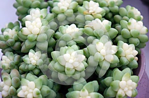 Close up shot of cute succulent plants in flower pots. photo