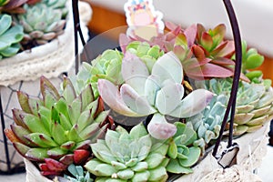 Close up shot of cute succulent plants in basket. photo
