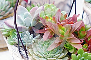 Close up shot of cute succulent plants in basket. photo