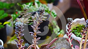 Succulent plants, also known as succulents.