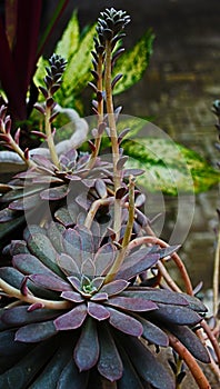 Succulent plants, also known as succulents.