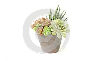 Succulent plants arrangement in clay pot