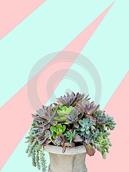 Succulent plants arrangement in concrete planter on trendy paste