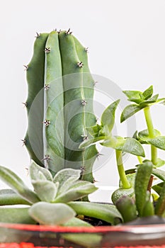 Succulent plants arrangement in a glass vase.