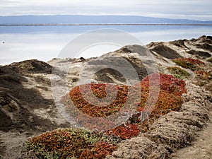 Succulent plants on a berm along the east bay shoreline