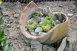 Succulent plants in a big broken ceramic pot.