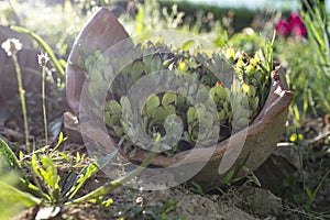 Succulent plants in a big broken ceramic pot. Reusable concept