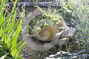 Succulent plants in a big broken ceramic pot.  soft focus
