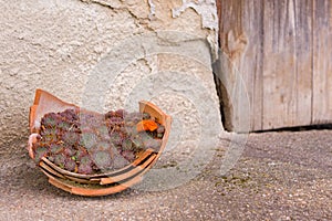 Succulent plants in broken clay pot, autumn